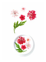 Red Dried Flowers